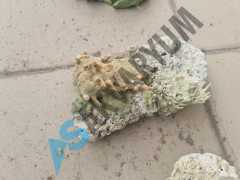 Fiji Plate ve Branch Kayalar