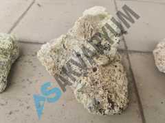 Fiji Plate ve Branch Kayalar