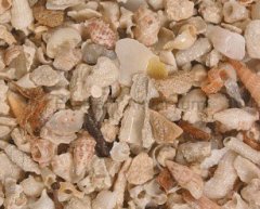 CaribSea - Seaflor - Aruba Puka Shell Fine 19.96 kg